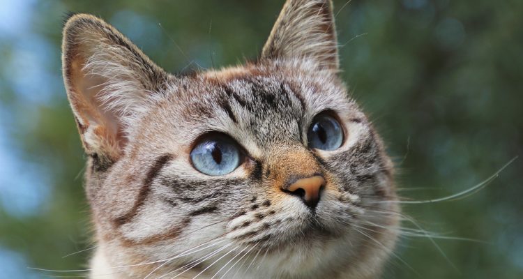 découvrez lees-melou, votre destination incontournable pour une expérience unique alliant culture, gastronomie et paysages à couper le souffle. plongez dans l'authenticité et les richesses de cette région.