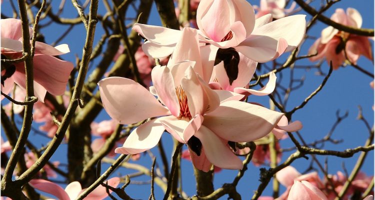 découvrez brest, une ville portuaire dynamique de bretagne, riche en histoire, culture et paysages marins magnifiques. explorez ses attractions emblématiques, sa gastronomie locale et son ambiance unique.