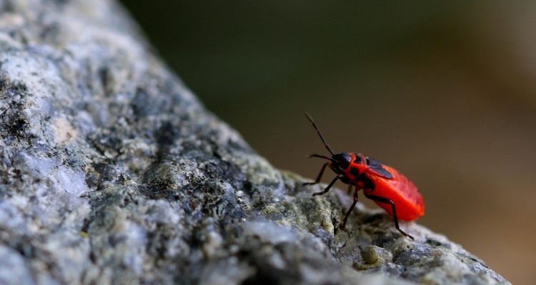 découvrez comment nourrir vos ambitions et transformer vos rêves en réalité. explorez des stratégies inspirantes pour atteindre vos objectifs personnels et professionnels.