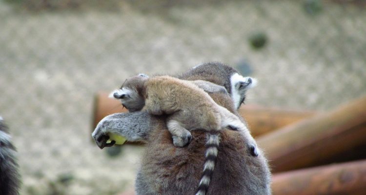 découvrez lemar, votre destination incontournable pour des produits innovants et de qualité. explorez notre vaste gamme d'articles qui allient savoir-faire traditionnel et modernité. ne manquez pas nos offres exclusives et rejoignez notre communauté passionnée par l'excellence.