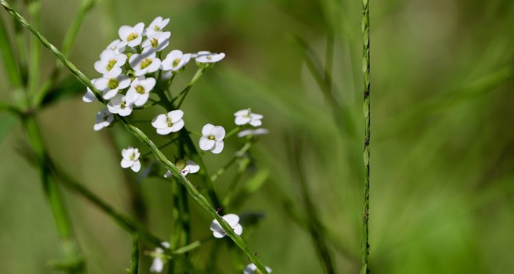 découvrez tout sur haller : son origine, ses usages et son importance dans différents domaines, ainsi que des informations détaillées et des astuces pour mieux comprendre ce terme.