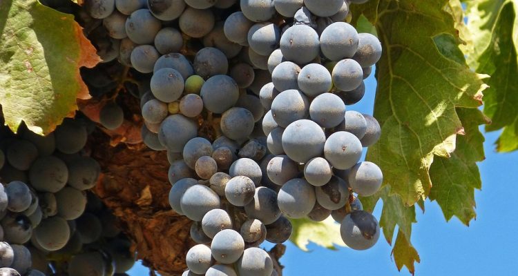 découvrez garnacho, le jeune prodige du football argentin, connu pour sa vitesse, son agilité et son talent exceptionnel. suivez son parcours captivant et apprenez-en davantage sur ses performances impressionnantes sur le terrain.