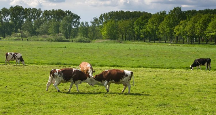 découvrez les controverses liées aux décisions des arbitres dans le sport et leurs impacts sur les résultats des matchs.