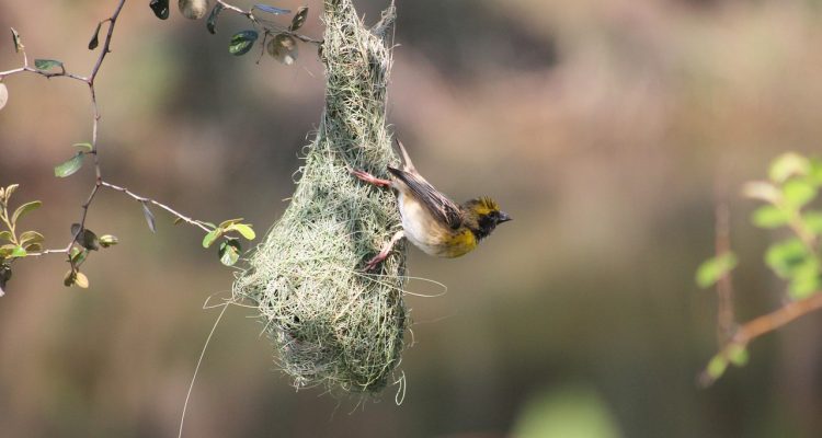 découvrez les concepts clés liés à l'incomplétude, ses implications en mathématiques et en logique, et comment elle influence notre compréhension des systèmes formels.