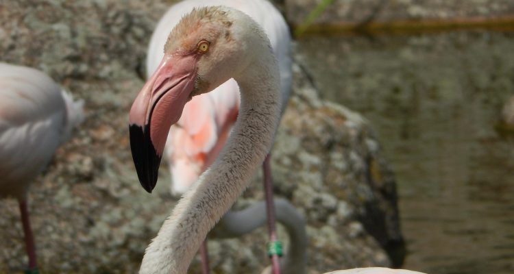 découvrez pourquoi kylian mbappé est favori pour le ballon d'or et son lien potentiel avec le real madrid, le club qui pourrait concrétiser ses ambitions.