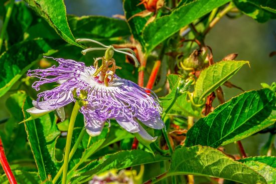 découvrez la force de la passion, ce moteur unique qui inspire, motive et transforme nos vies au quotidien.