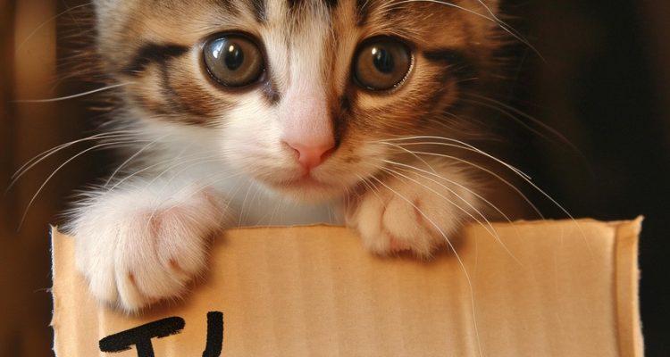 découvrez comment surmonter le regret et avancer sereinement grâce à nos conseils et réflexions sur ce sentiment universel.