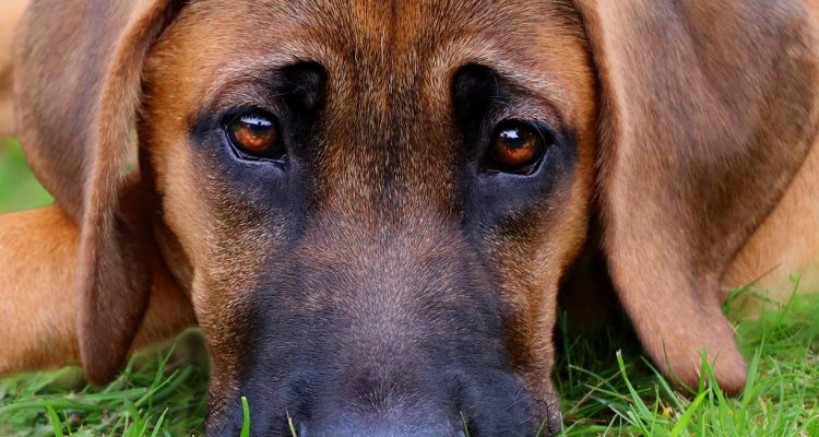 découvrez le broholm, une race de chien robuste et fidèle, idéale pour la garde et la famille. apprenez tout sur ses caractéristiques, son histoire et ses besoins.